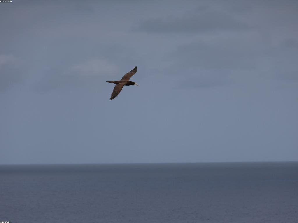 យុទ្ធសាស្ត្រទាំងអស់សម្រាប់ហ្គេមត្រីសមុទ្រ