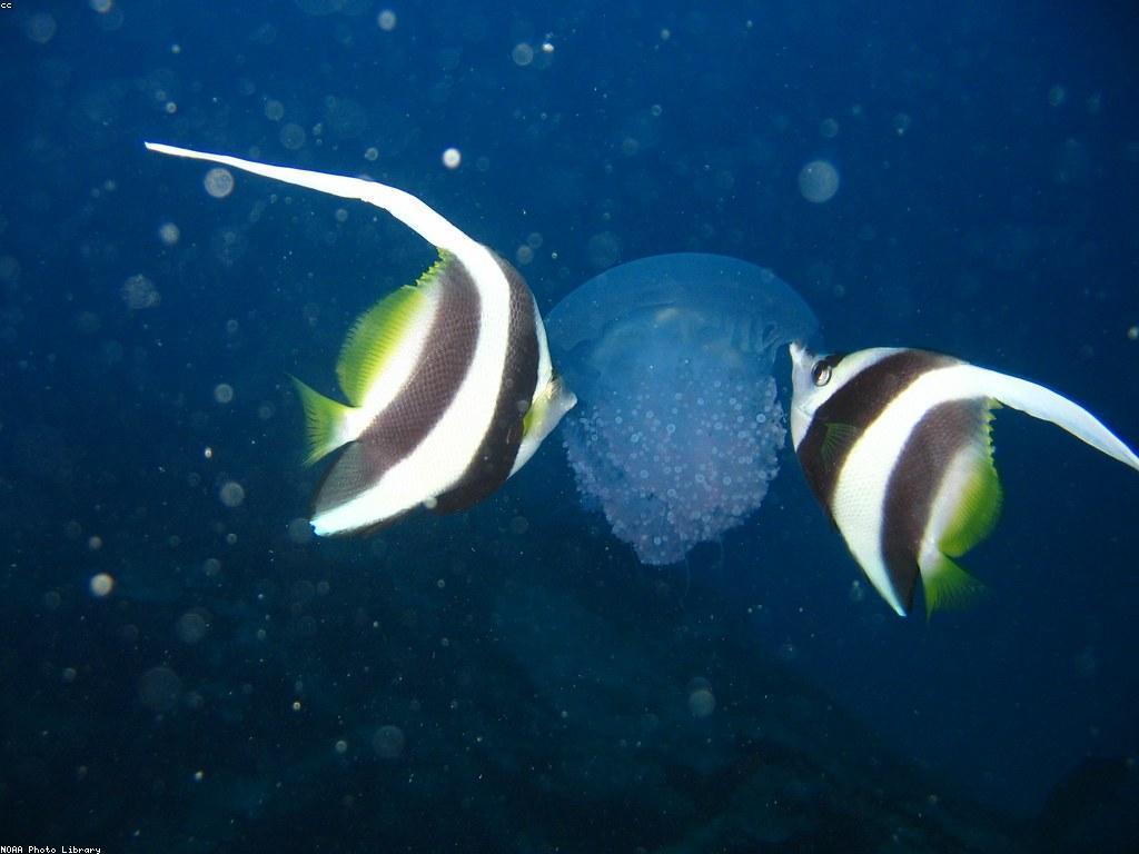 ហ្គេមត្រីសមុទ្រ: កម្សាន្តនិងការលេងអស់កម្លាំង