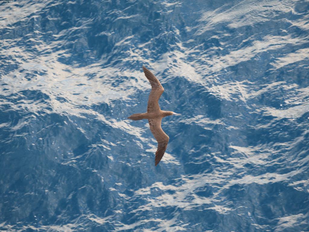 យុទ្ធសាស្ត្រក្នុងហ្គេមត្រីសមុទ្រ