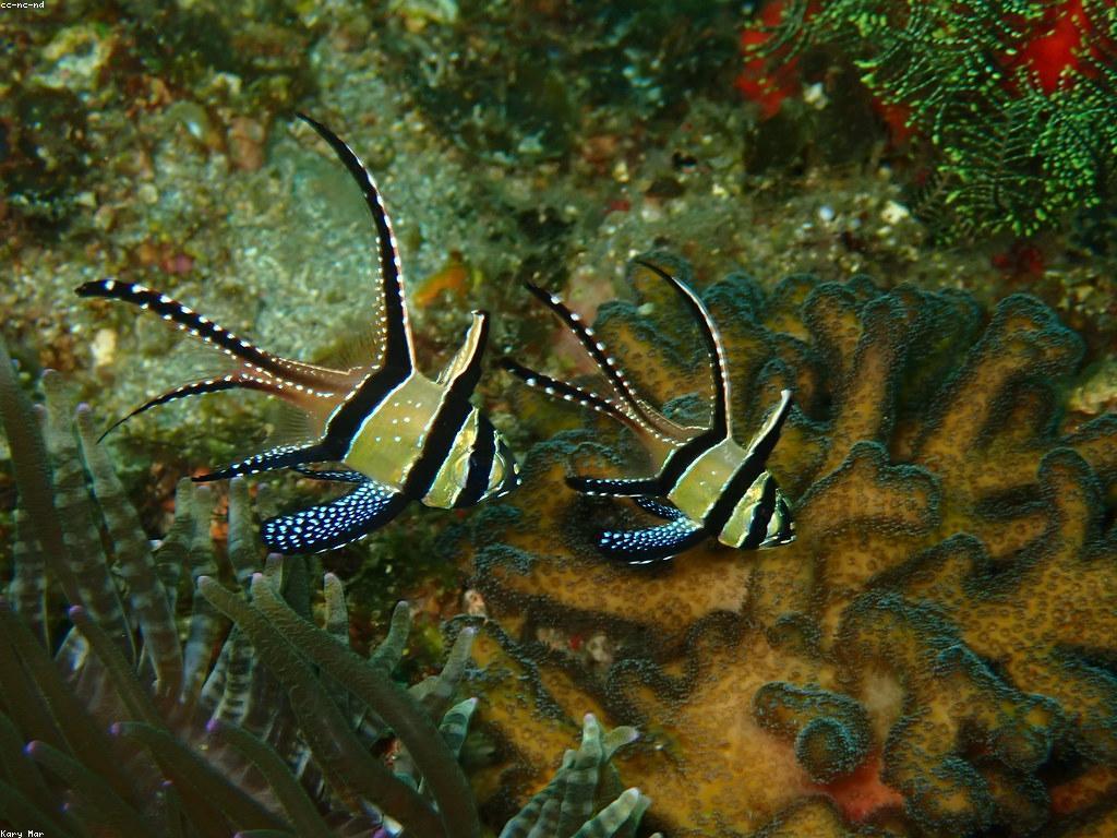 ការស្វែងយល់អំពីសត្វកម្រងទឹកនៅក្នុងហ្គេមត្រីសមុទ្រ