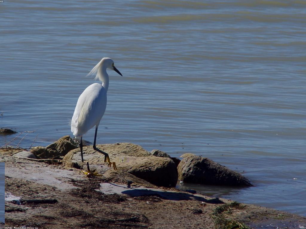 យុទ្ធសាស្ត្របាញ់ត្រីដ៏មានប្រសិទ្ធិភាព