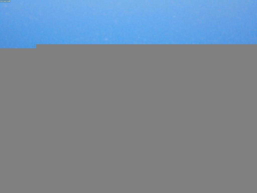 សត្វកម្រងទឹកមហិមាទៅកាន់ហ្គេមត្រីសមុទ្រ