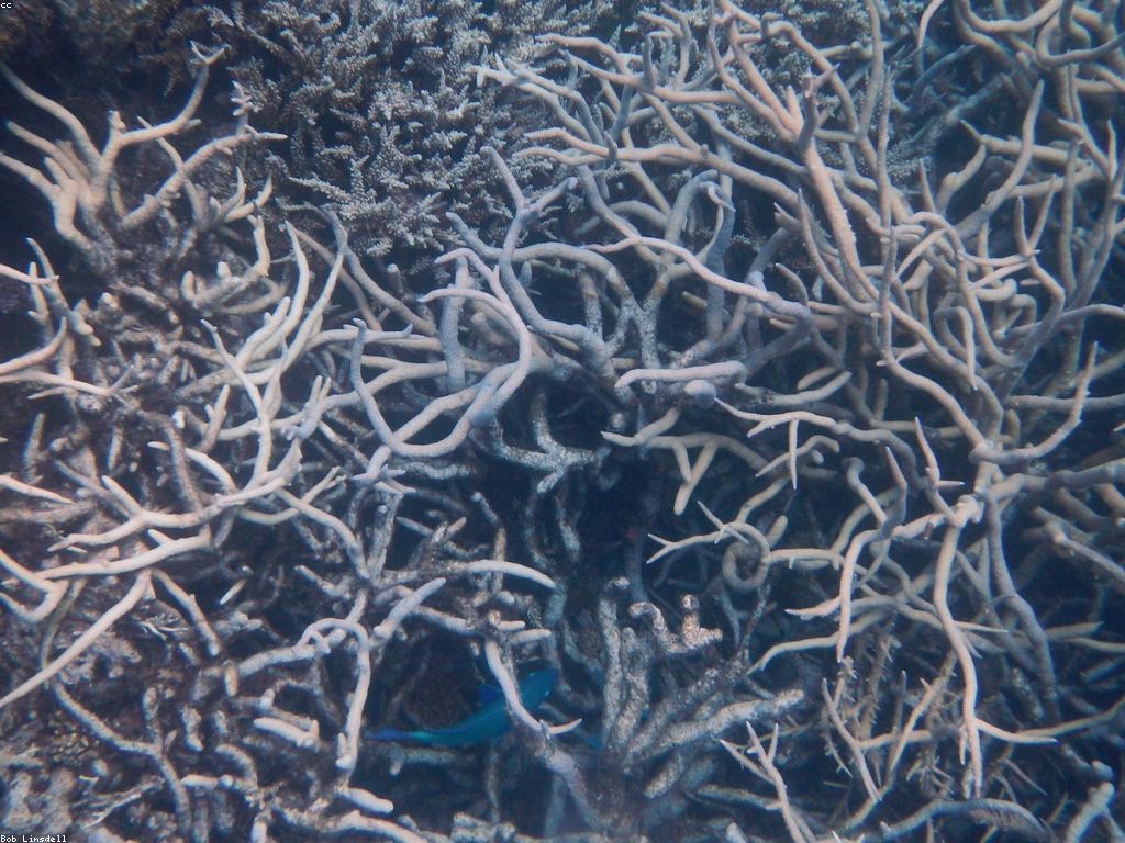 ការណែនាំអំពីហ្គេមត្រីសមុទ្រ